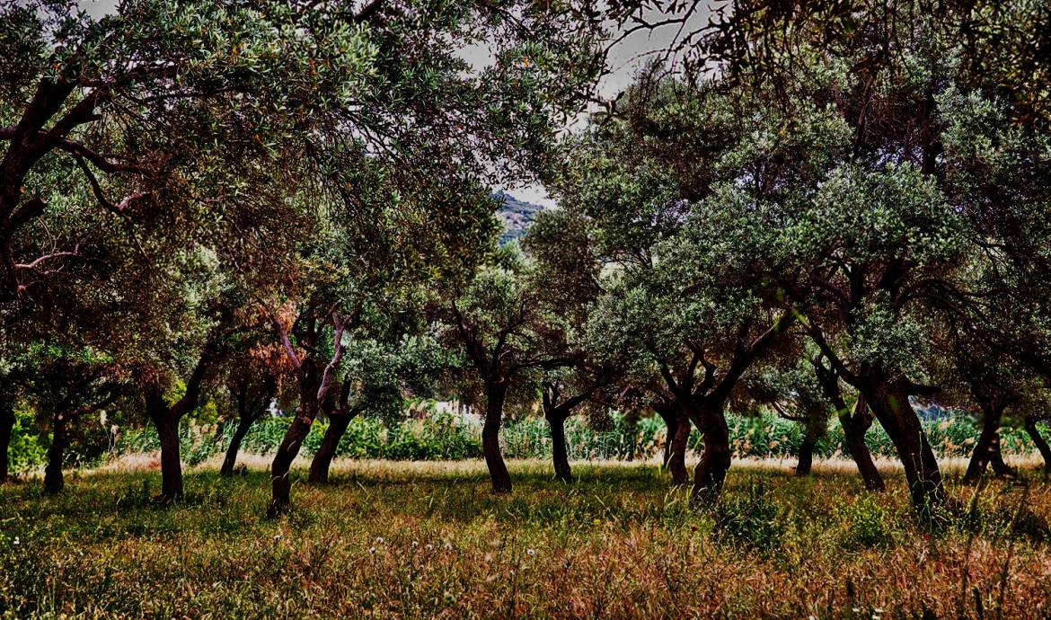 olive-growing-areas-turkey-country.jpg
