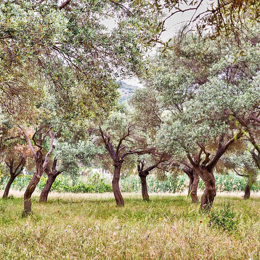 olive-growing-areas-turkey-edited-1.jpg
