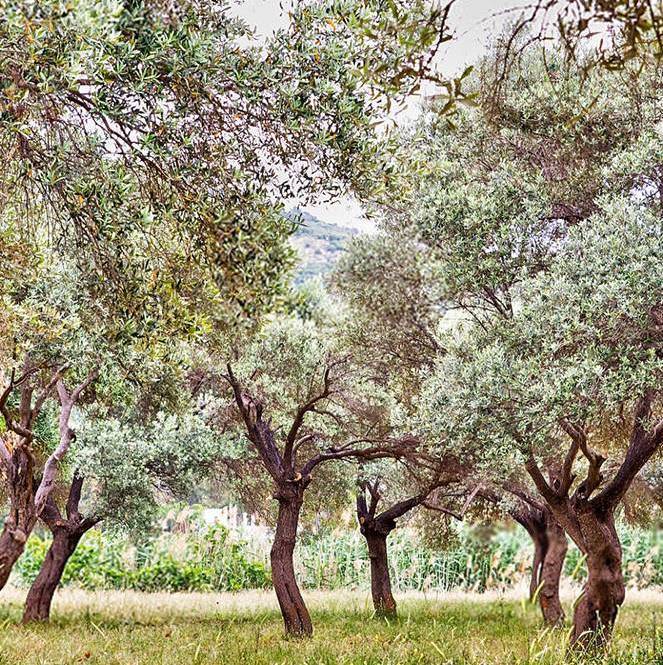 olive-growing-areas-turkey-edited-e1612716080358-edited.jpg