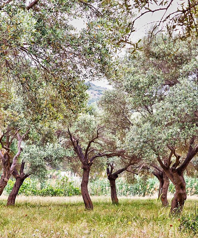 olive-growing-areas-turkey-edited-e1612716080358.jpg