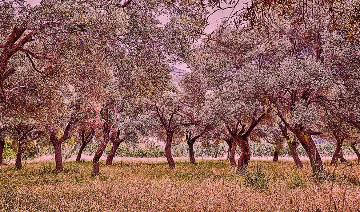 olive-growing-areas-turkey-rain.jpg