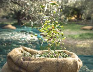 oliveharvest-e1612344065193.jpg