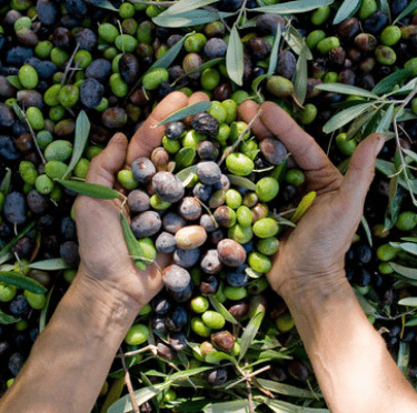 olivesforhealth.png