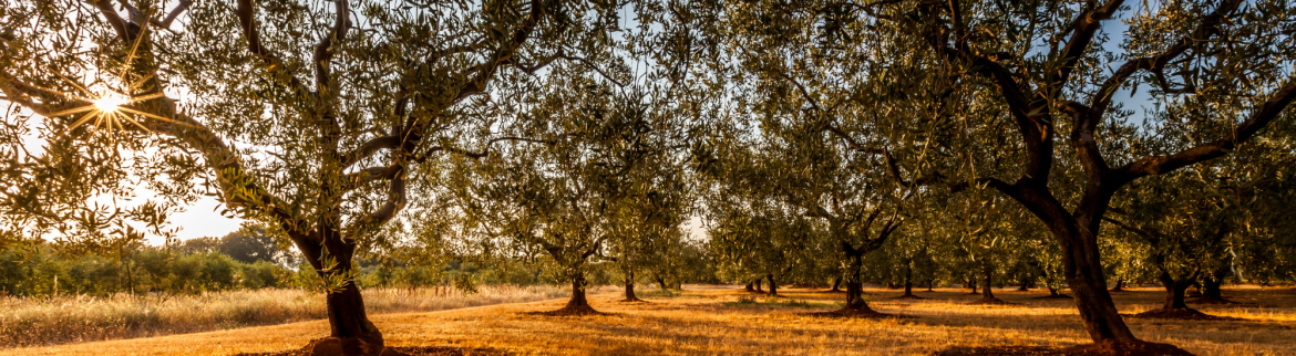 olive-groves.png
