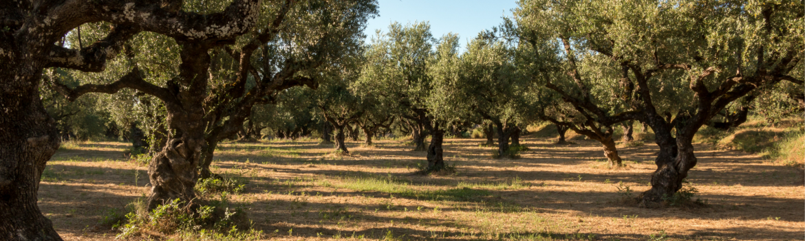 olivegroves.png