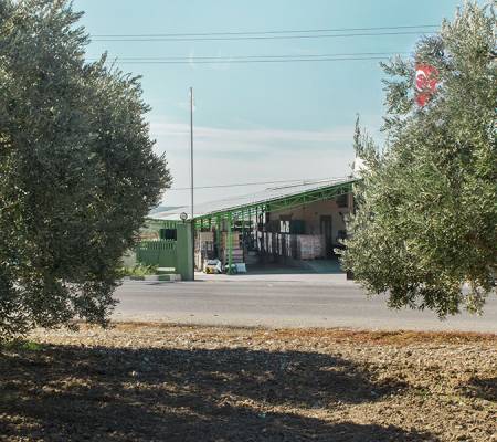 Olive Oil Factory of Artem Oliva
