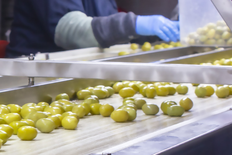 Green Table Olives Processing