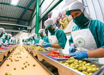 Artem Oliva_Olives Production_3